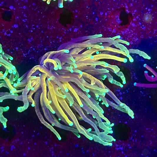 C2-06-M11 || 1 Head Tiger Torch WYSIWYG