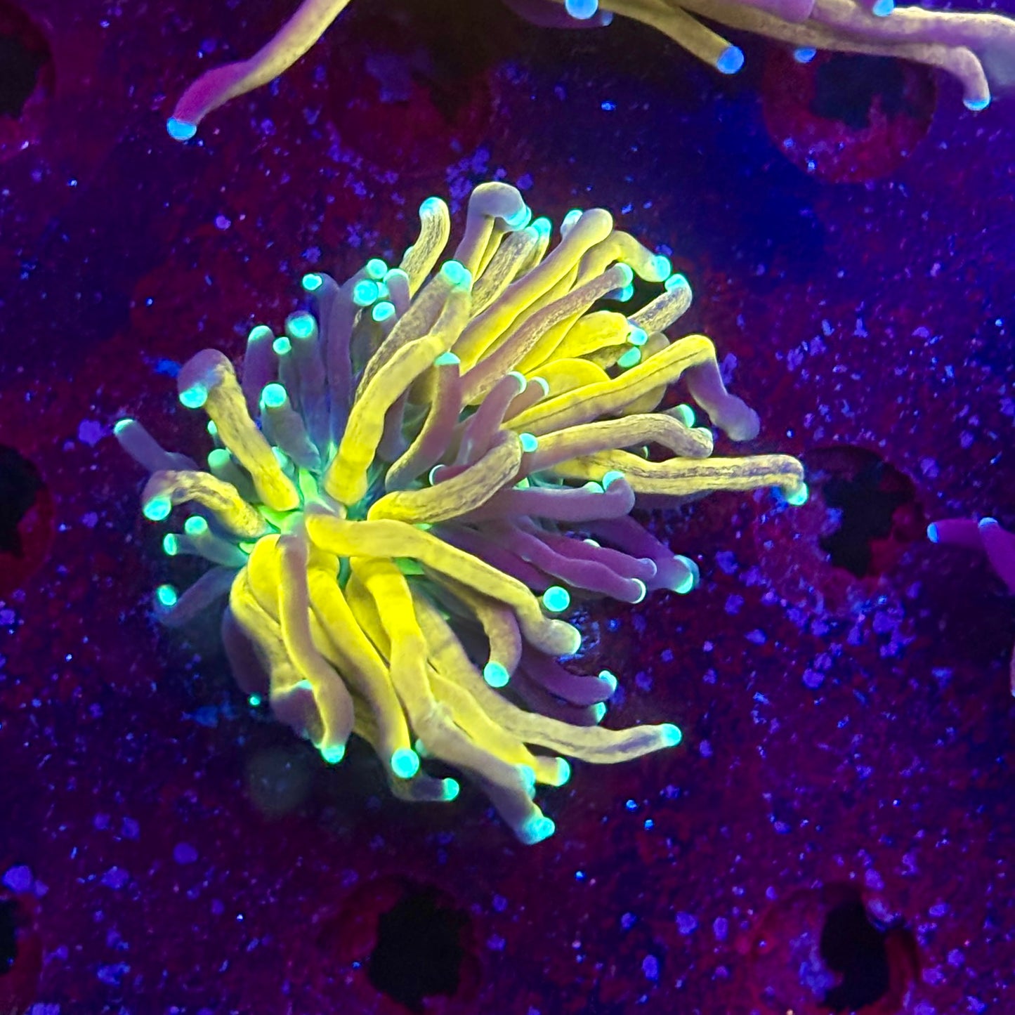 C2-07-M11 || 1 Head Tiger Torch WYSIWYG