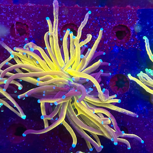 C2-08-M11 || 1 Head Tiger Torch WYSIWYG