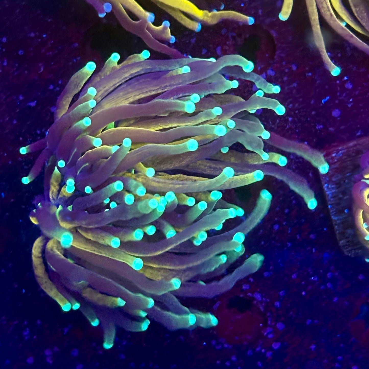 C2-09-M11 || 2 Head Tiger Torch WYSIWYG