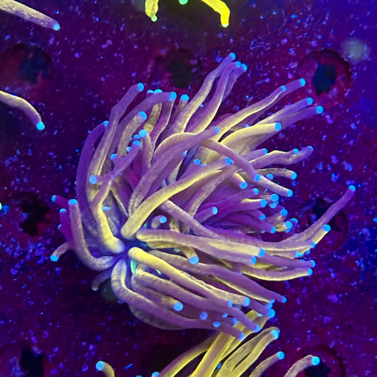 C2-11-M11 || 1 Head Tiger Torch WYSIWYG