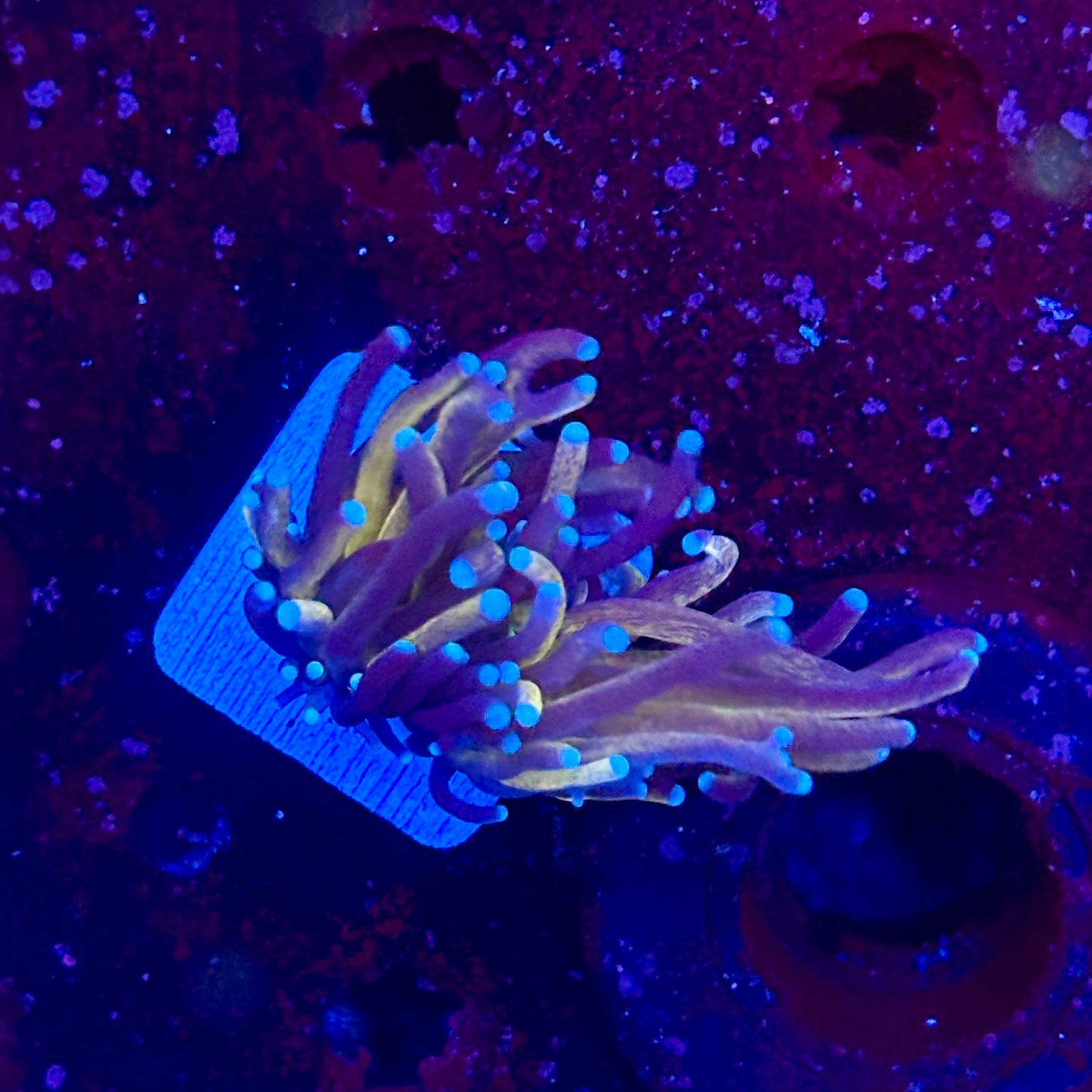 C2-17-M11 || 1 Head Tiger Torch WYSIWYG