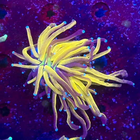 C2-19-M11 || 1 Head Tiger Torch WYSIWYG