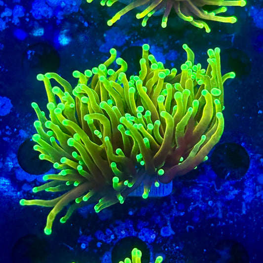 M1-03-M11 || 2 Head Dragon Soul Torch WYSIWYG