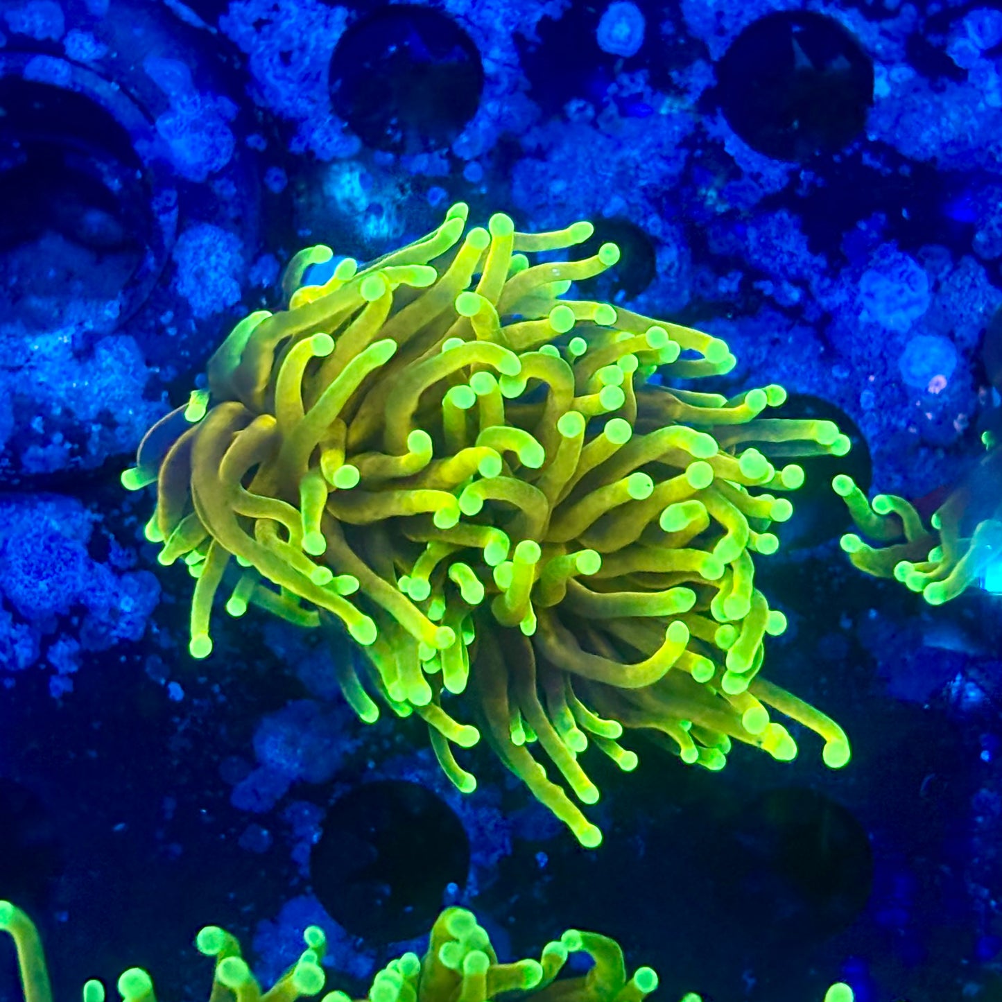 M1-04-M11 || 2 Head Dragon Soul Torch WYSIWYG