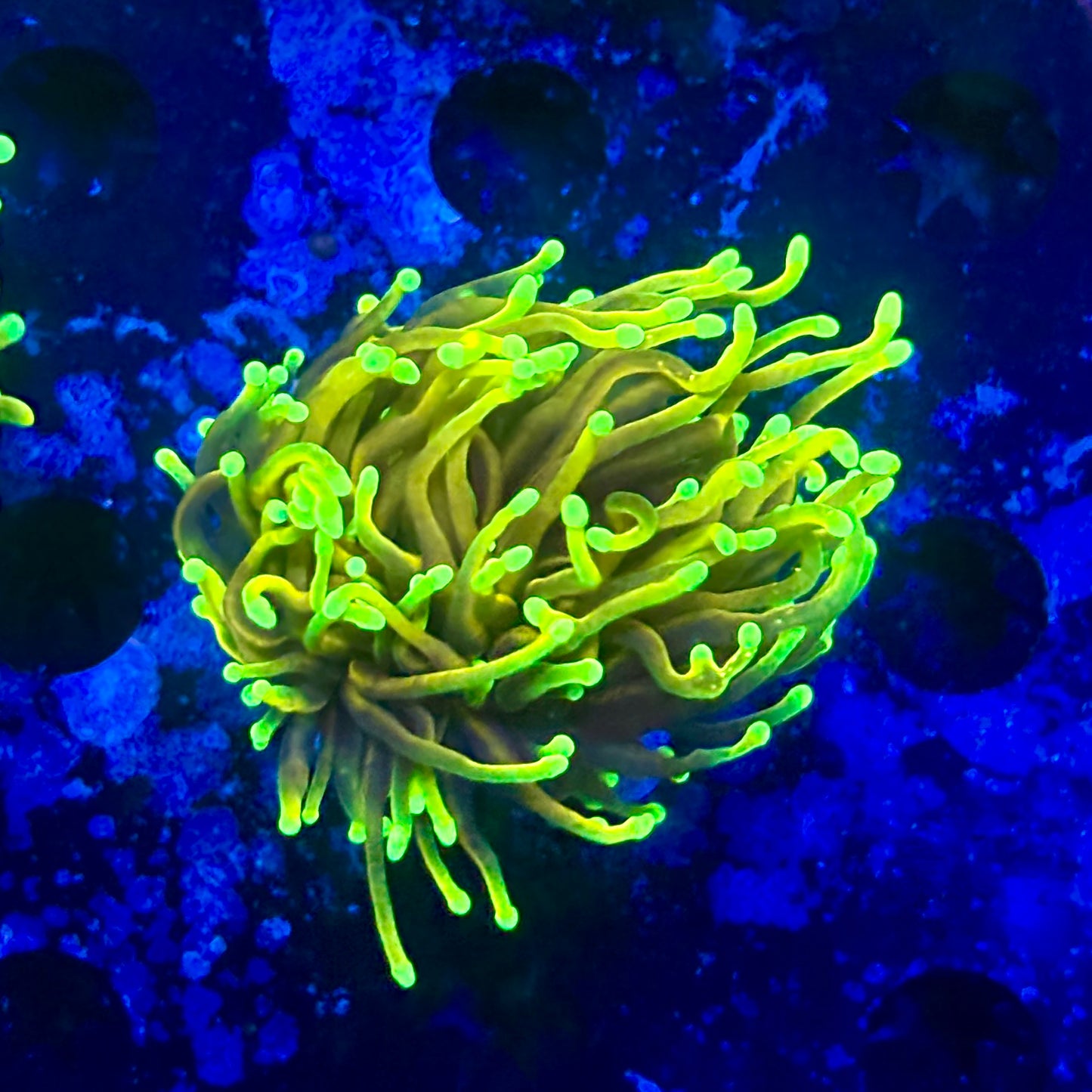 M1-05-M11 || 2 Head Dragon Soul Torch WYSIWYG