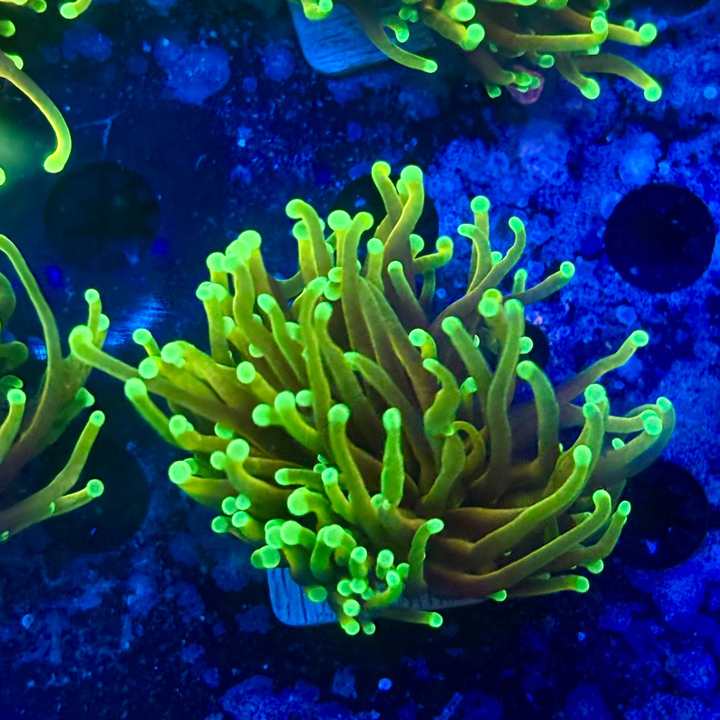 M1-07-M11 || 1 Head Dragon Soul Torch WYSIWYG