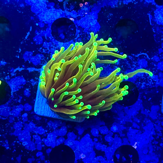 M1-09-M11 || 1 Head Dragon Soul Torch WYSIWYG