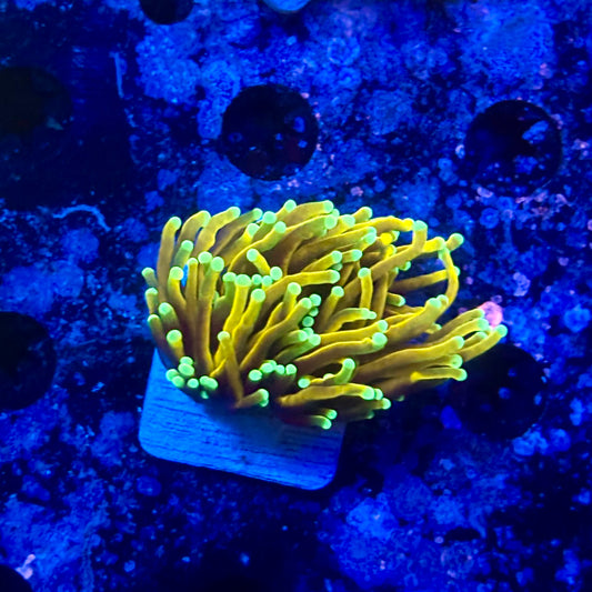 M1-13-M11 || 1 Head Super Fire Torch WYSIWYG