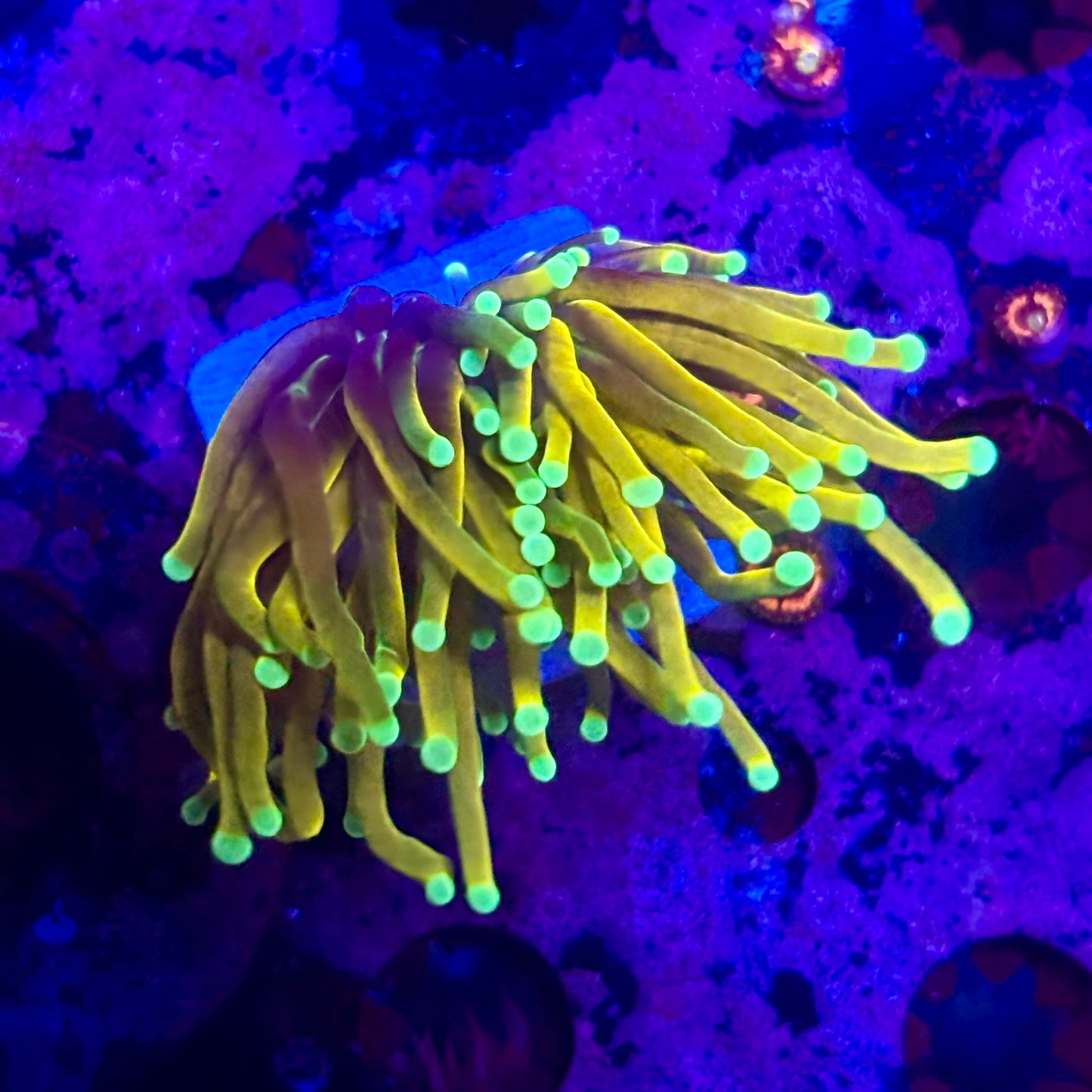 D2-01-M11 || 1 Head Super Fire Torch WYSIWYG