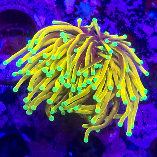 D2-03-M11 || 1 Head Super Fire Torch WYSIWYG