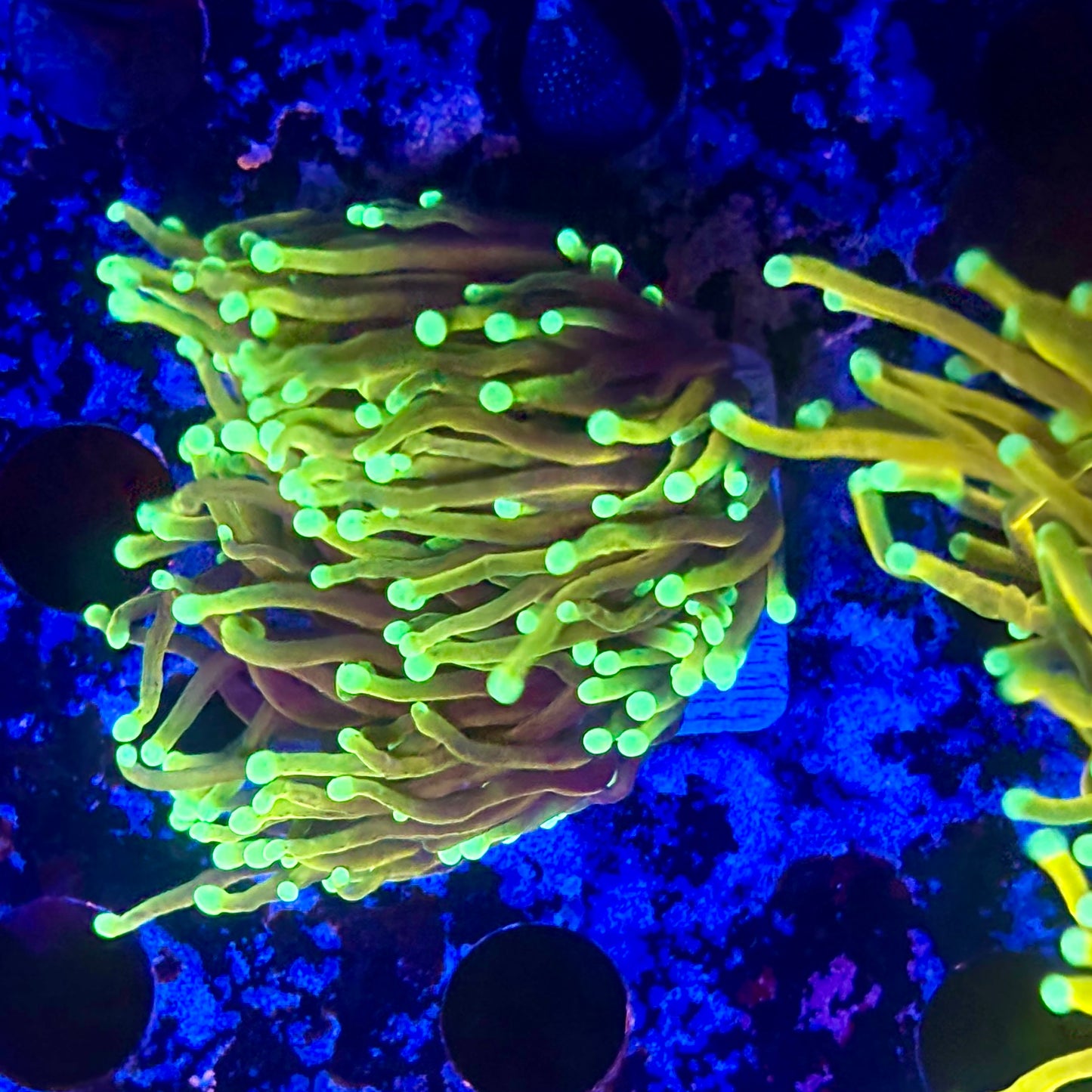 D2-04-M11 || 2 Head Dragon Fire Torch WYSIWYG