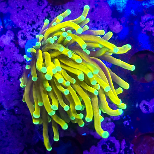 D2-05-M11  || 1 Head Super Fire Torch WYSIWYG