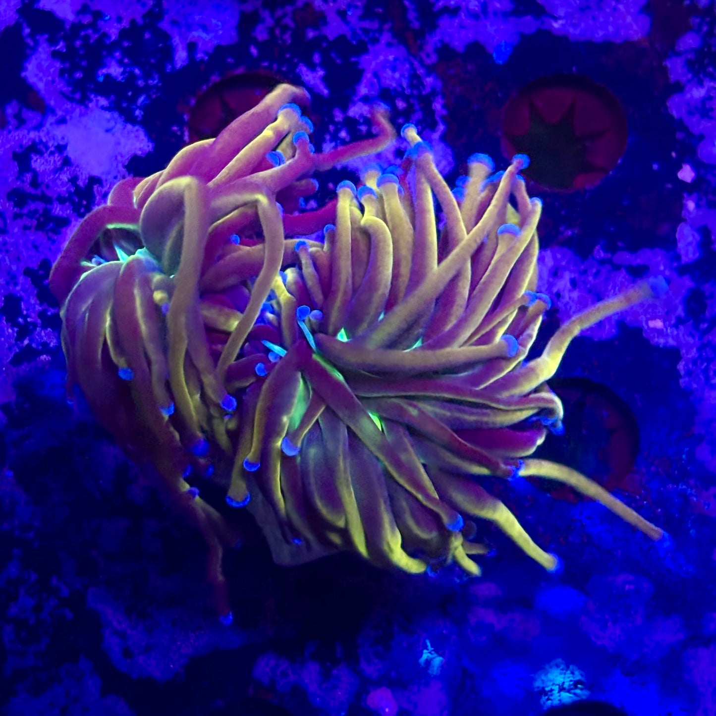 D2-07-M11 || 2 Head New York Nicks Torch  WYSIWYG