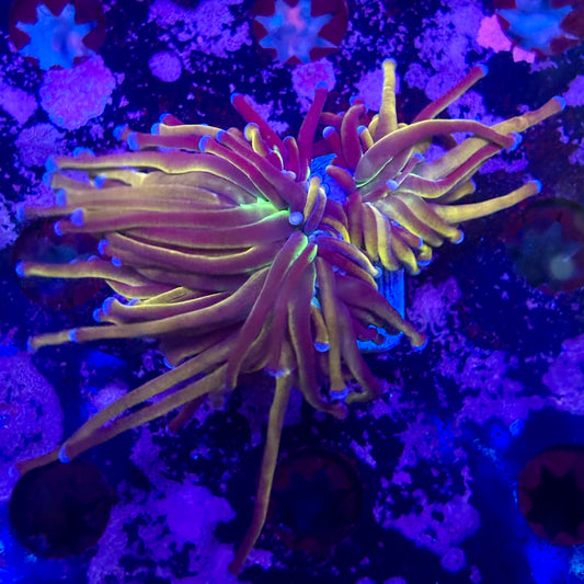 D2-08-M11 || 2 Head New York Nicks Torch  WYSIWYG