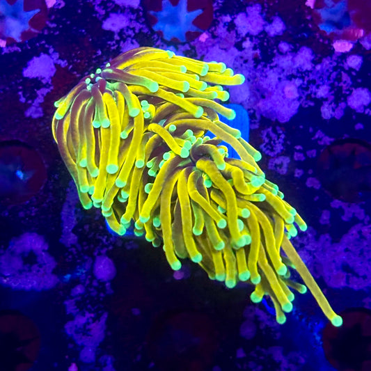 D2-12-M11 || 2 Head Super Fire Torch WYSIWYG