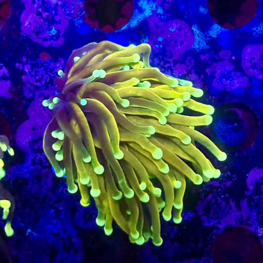 D2-13-M11 || 1 Head Super Fire Torch WYSIWYG