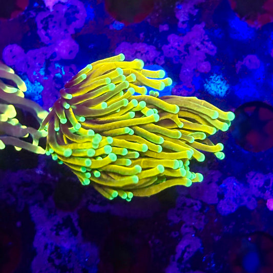 D2-14-M11 || 1 Head Super Fire Torch WYSIWYG