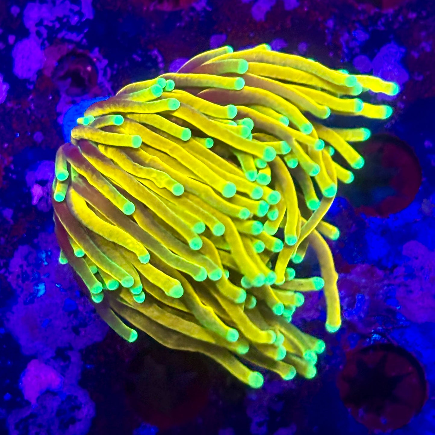 D2-15-M11 || 2 Head Super Fire Torch WYSIWYG