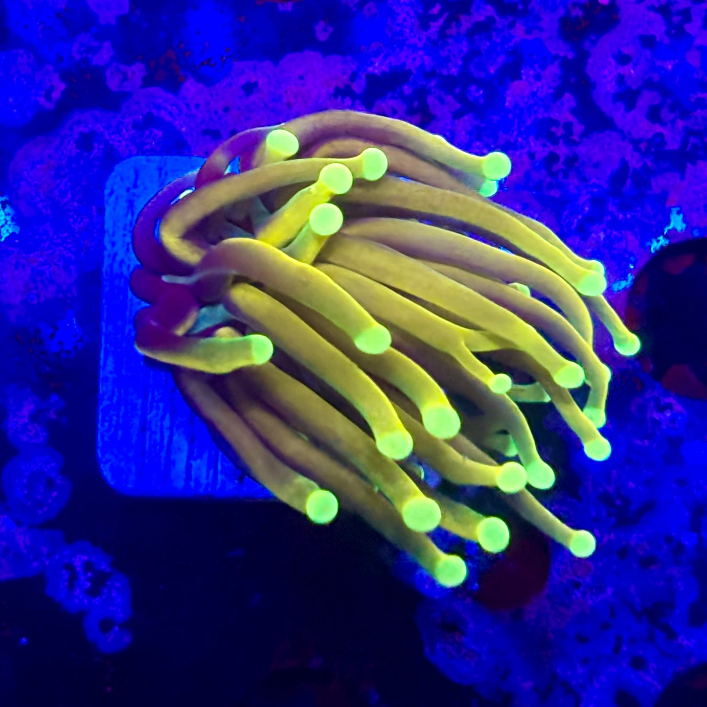 D2-18-M11 || 1 Head Super Fire Torch WYSIWYG