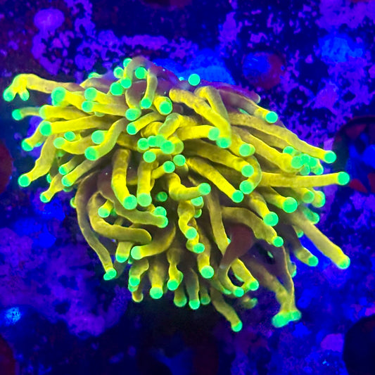 D2-19-M11 || 1 Head Super Fire Torch WYSIWYG