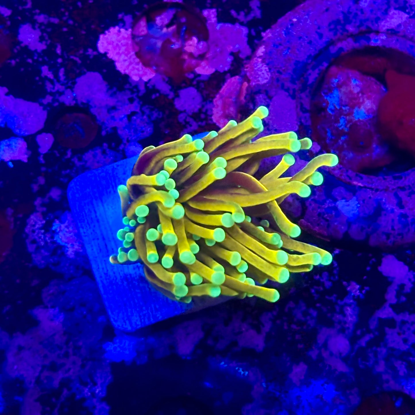 D2-20-M11  || 1 Head Super Fire Torch WYSIWYG