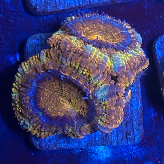 J2-D03-M08 || Aquacultured Cosmic Acan WYSIWYG