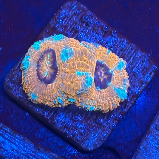 J2-I03-M08 || Aquacultured Acan WYSIWYG