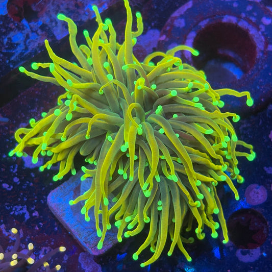 M3-09-M08 || 2 Heads Holy Guacamole Torch WYSIWYG