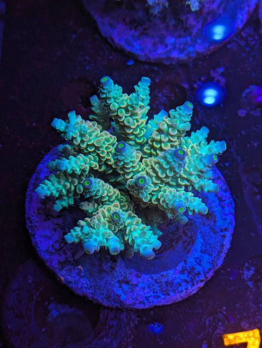 Z2-01 SPS Colony