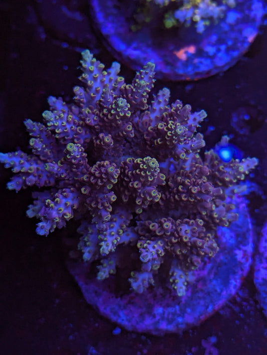 Z2-02 SPS Colony