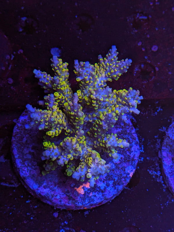 Z2-03 SPS Colony