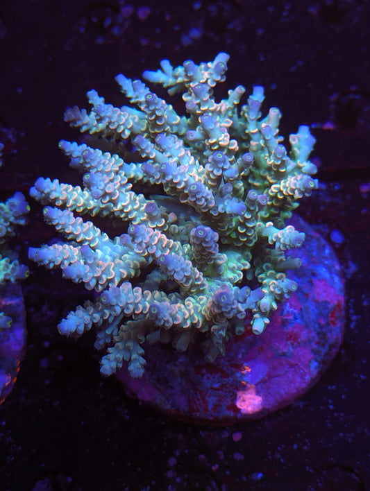 Z2-08 SPS Colony