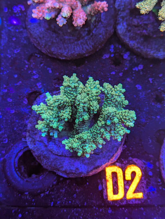 Z2-12 SPS Colony