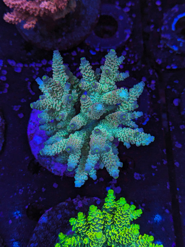 D2-11 SPS Colony