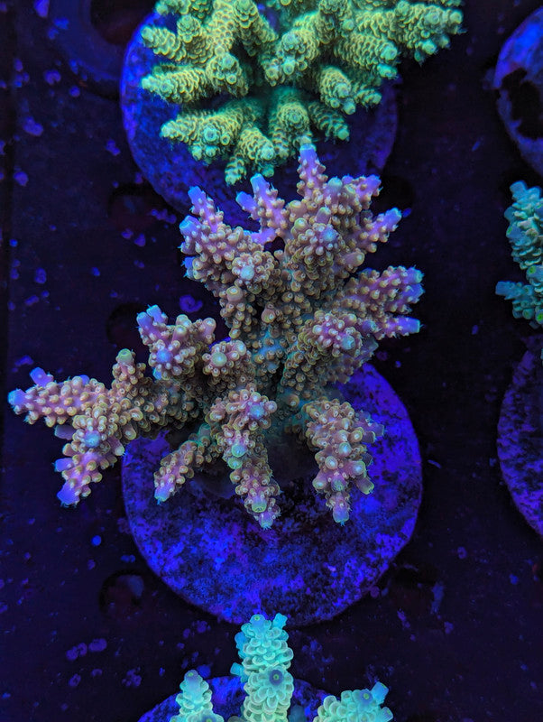 S2-01 SPS Colony