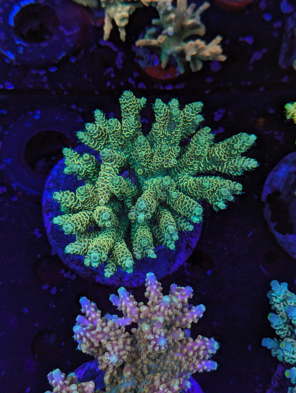 S2-02 SPS Colony