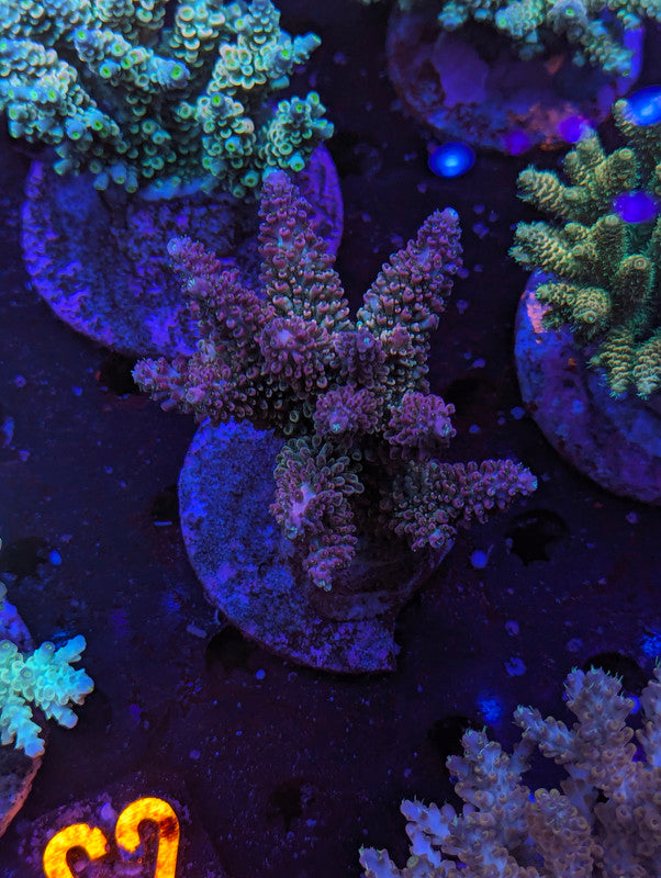 S2-03 SPS Colony