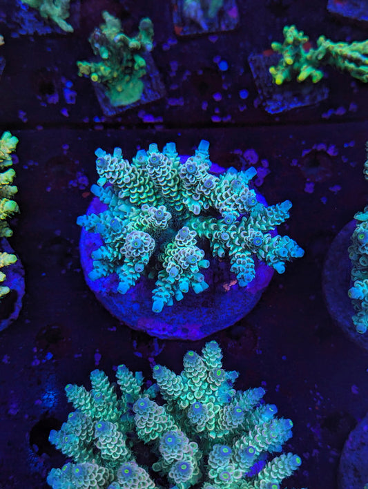 S2-08 SPS Colony