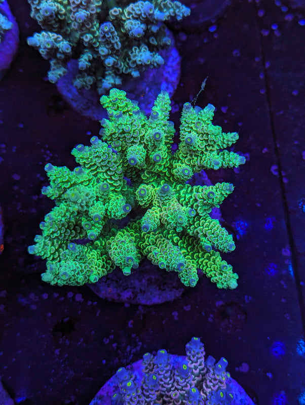 S2-10 SPS Colony