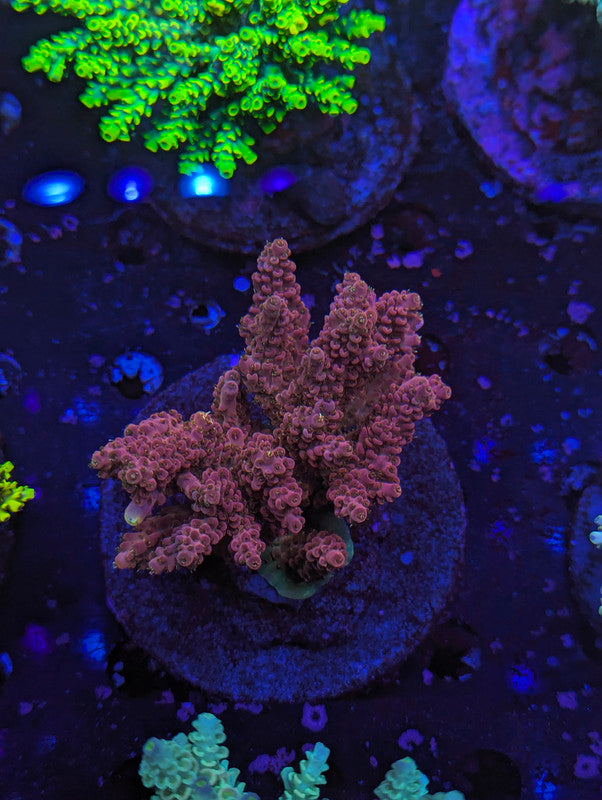 M3-03 SPS Colony