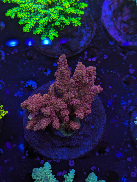 M3-03 SPS Colony