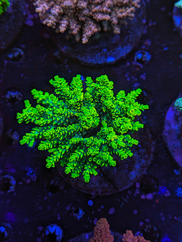 M3-04 SPS Colony