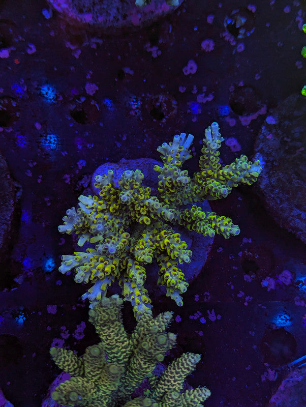 M3-06 SPS Colony