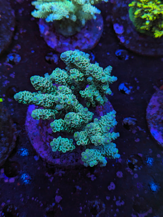 M3-07 SPS Colony