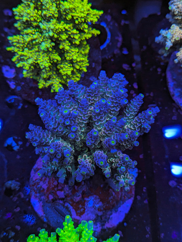 M3-10 SPS Colony