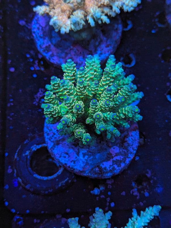 M3-12 SPS Colony