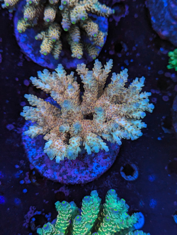 F5-01 SPS Colony