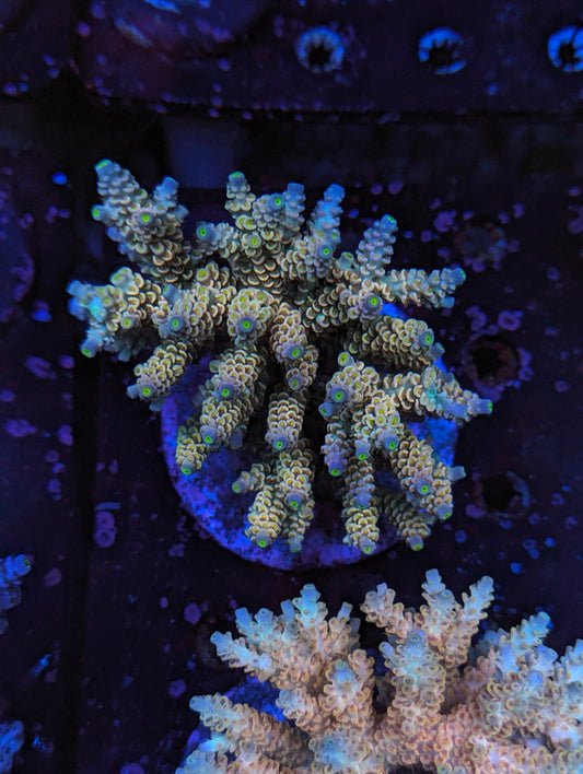 F5-02 SPS Colony