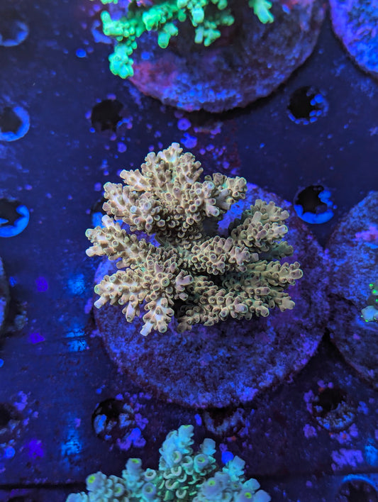 F5-03 SPS Colony